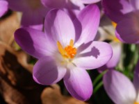 picture of a crocus