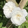 Floribunda rose