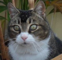 Cropped close, and reduced to 30 pixels