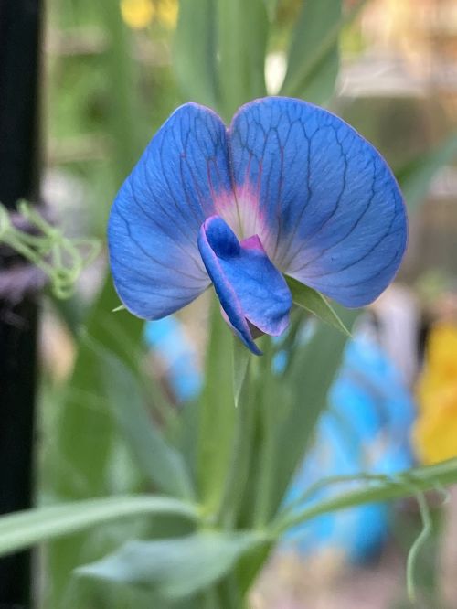 Blue sweetpea grown 2025